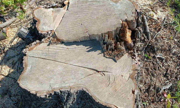 На Жмеринщині незаконно вирубали дерев на понад 800 тис. грн