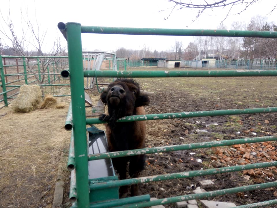 Подільський зоопарк розшукує "наречену" для бізона-новосела