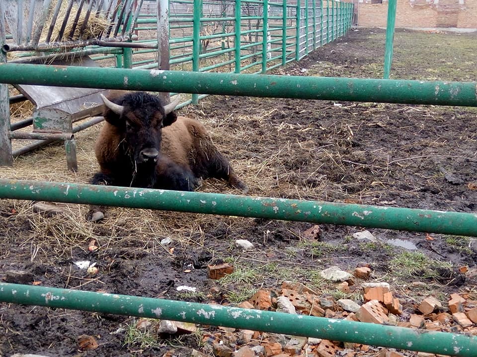Подільський зоопарк розшукує "наречену" для бізона-новосела