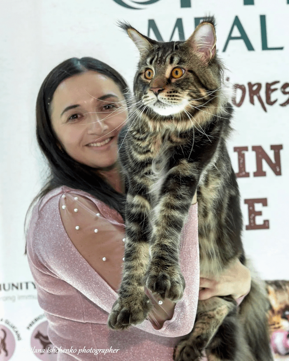 У Вінниці відбудеться міжнародна виставка котів