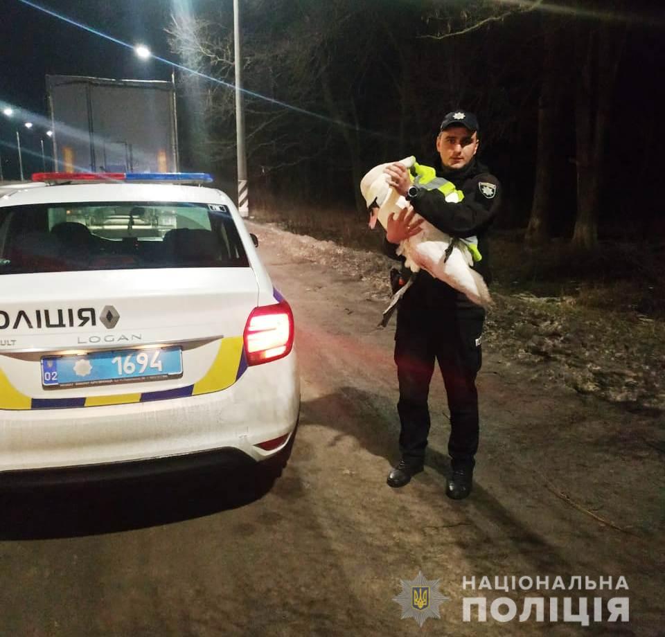 На Вінниччині врятували знесиленого лебедя, якого знайшли на трасі
