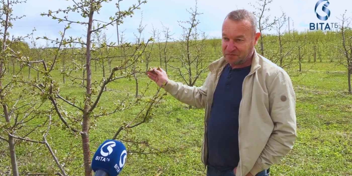 «Фруктовий апокаліпсис» чи тимчасові труднощі Чому ціни на черешню та абрикоси у Вінниці злетять до небес