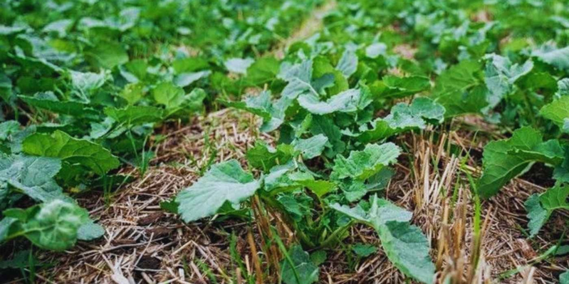 «Золото» на полях Вінниччини як зима без снігу вплинула на майбутній врожай ріпак