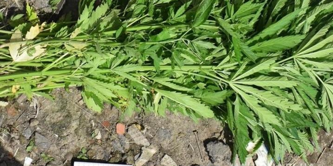 В трьох жителів Вінницької області виявили посіви заборонених наркотичних росл