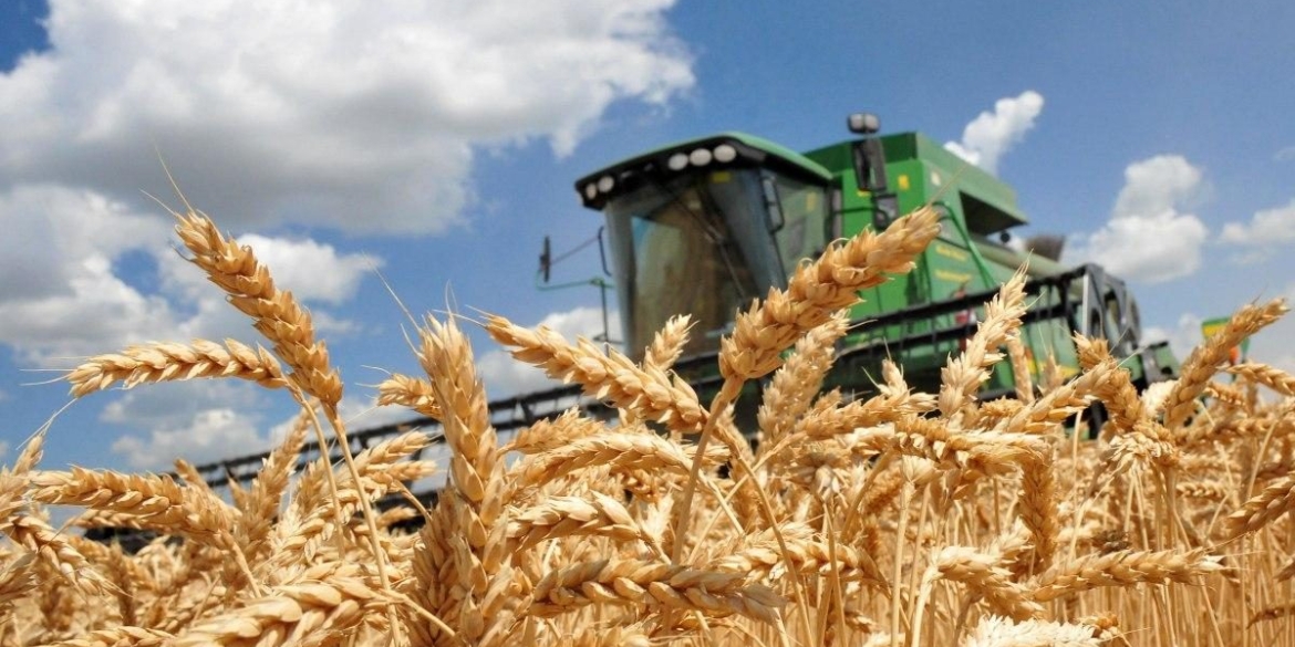 Вінниччина цього року серед лідерів за врожайністю пшениці