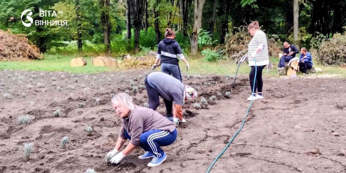1220 кущів на 10 сотках у Калинівській громаді висадили нове лавандове поле