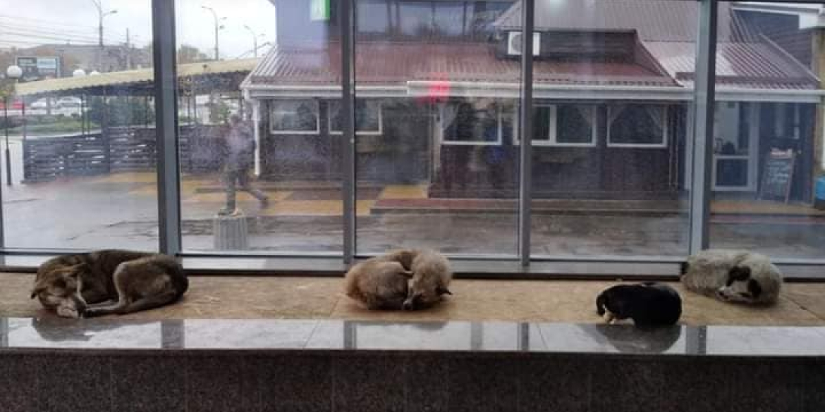 В одному з торговельних центрів Вінниці на час зливи прихистили безпритульних тварин