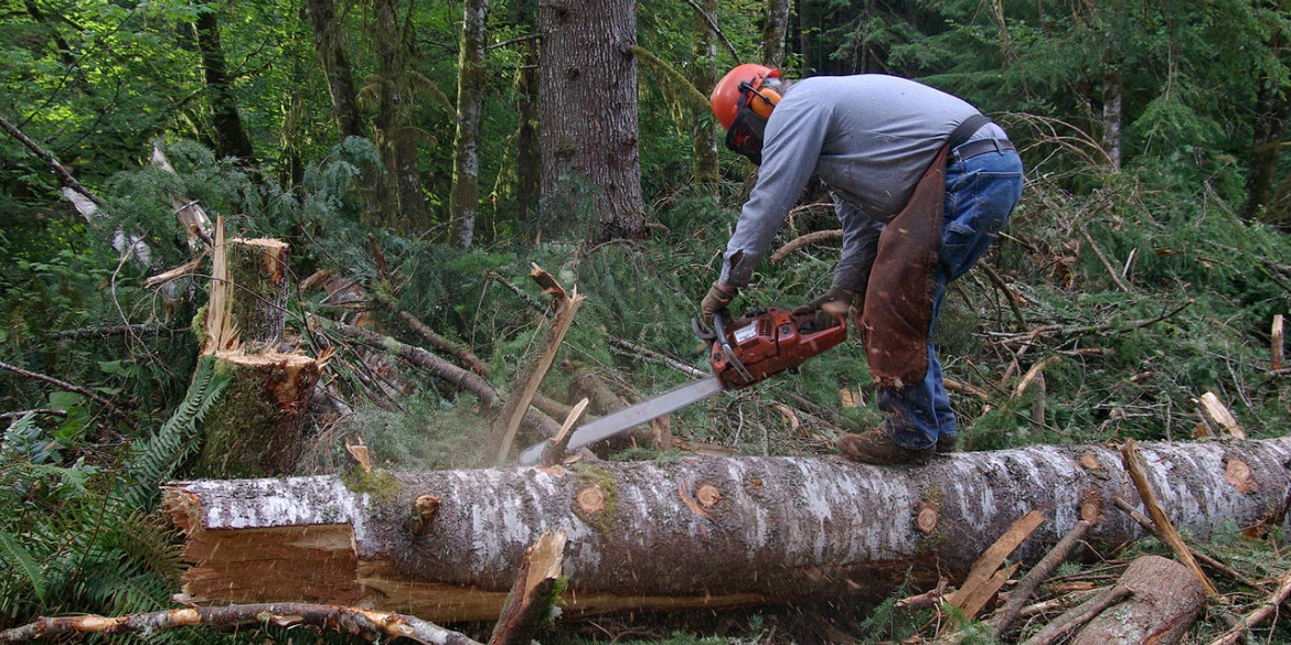 У Гніванському лісництві загинув лісоруб - триває розслідування обставин