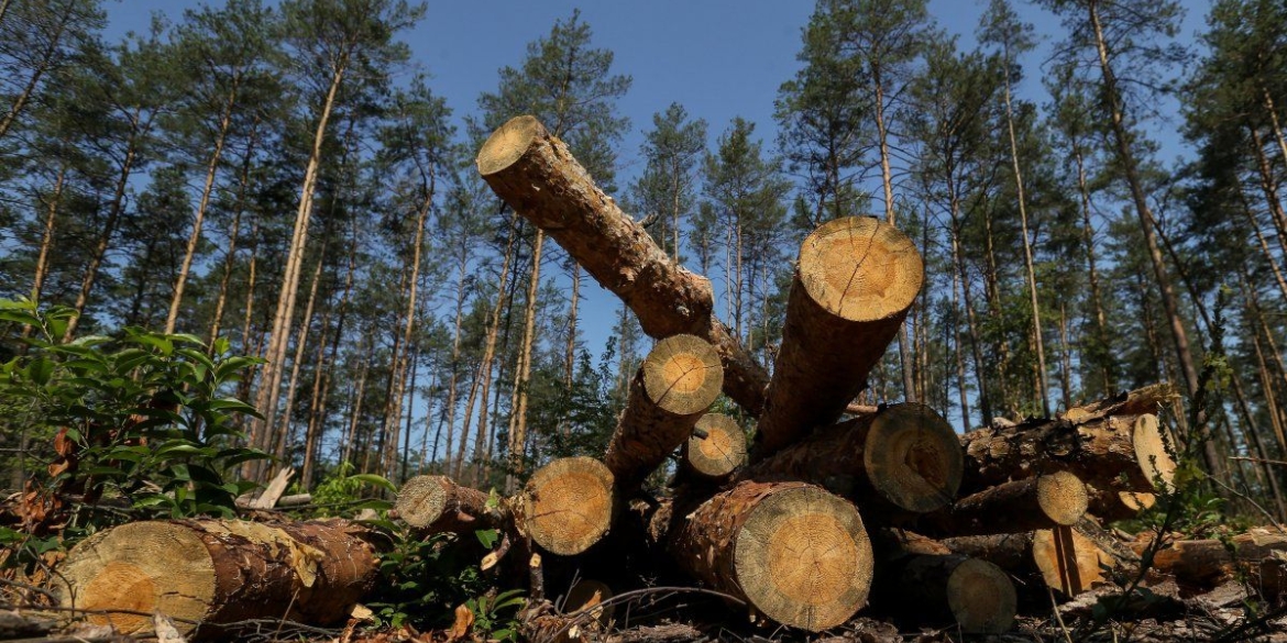 Майстрів лісу підозрюють у незаконній вирубці дерев на Вінниччині 