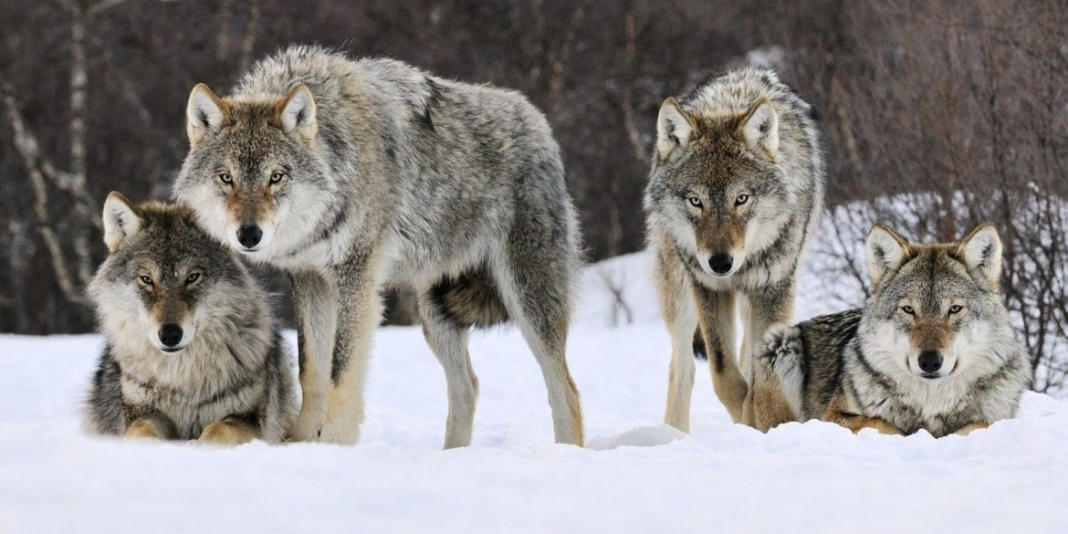 Цьогоріч у лісах Вінниччини вполювали рекордну кількість вовків