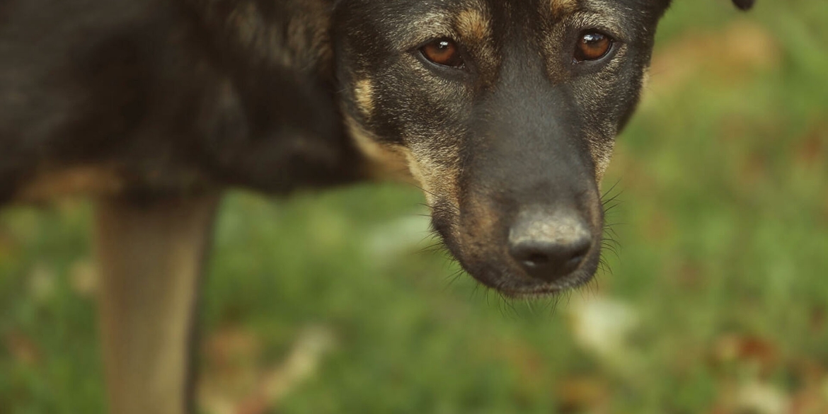 У Жмеринському притулку невідомі жорстоко вбили трьох собак