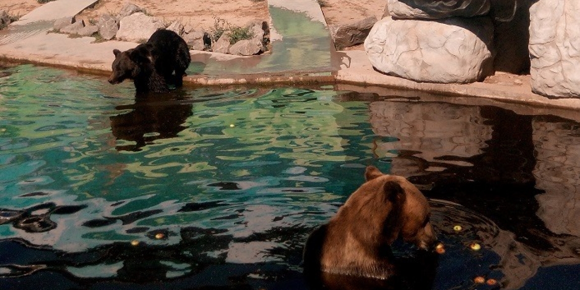У Подільському зоопарку у Вінниці бура ведмедиця народила малюка