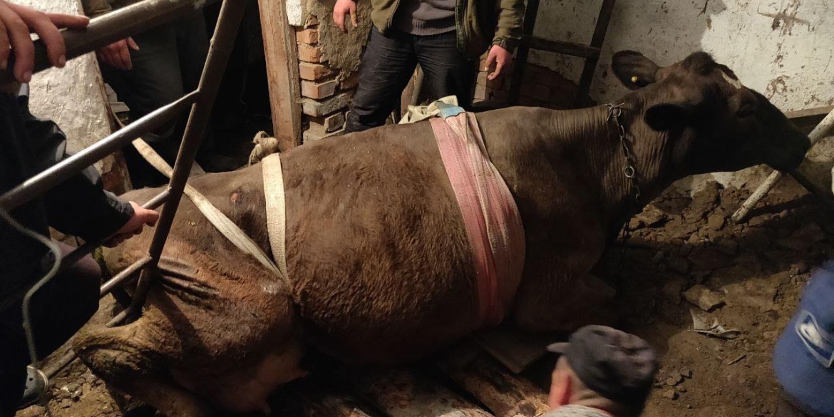 В Гущинцях корова потрапила у "пастку" - кликали рятувальників