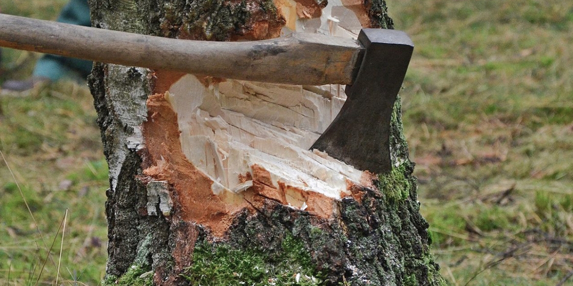 За знищені дерева троє жителів Оратівщини сплатять 100 тис. грн
