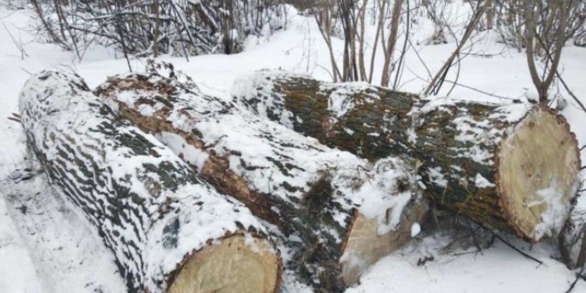 У Липовецькому районі безпідставно вирізали пів сотні дерев