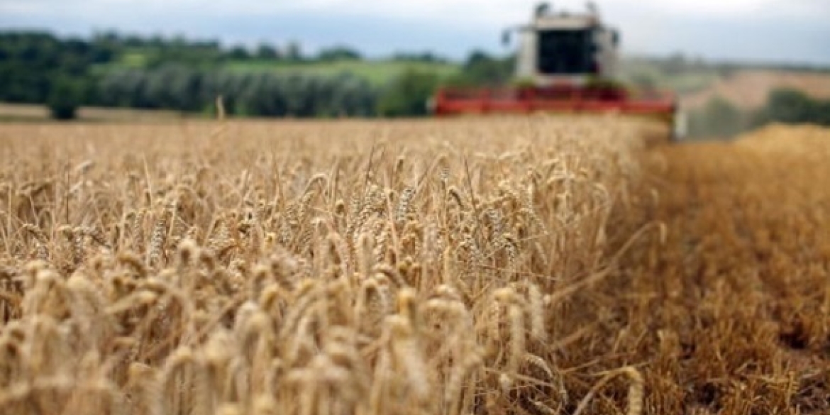 Ранні зернові культури на Вінниччині зібрано більш як на 60 відсотках площ