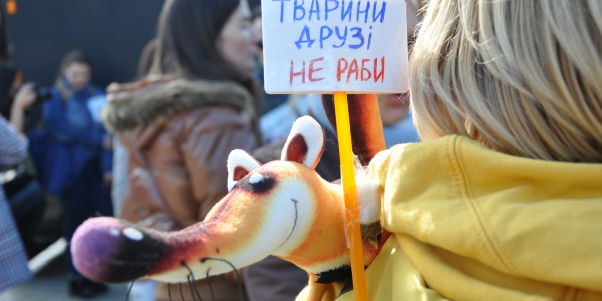 Вінниця вийде на Всеукраїнський марш за тварин