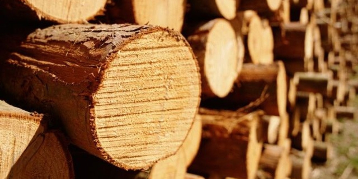 Вінницька прокуратура запобігла спробі контрабанди цінних порід деревини