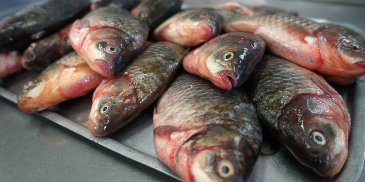 На Вінниччині за місяць рибному господарству завдали збитків майже на мільйон гривень