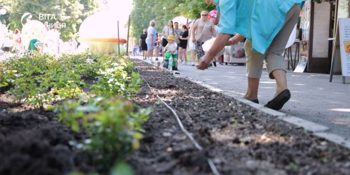 405 кущів троянд висадили біля Літнього театру у Центральному парку Вінниці