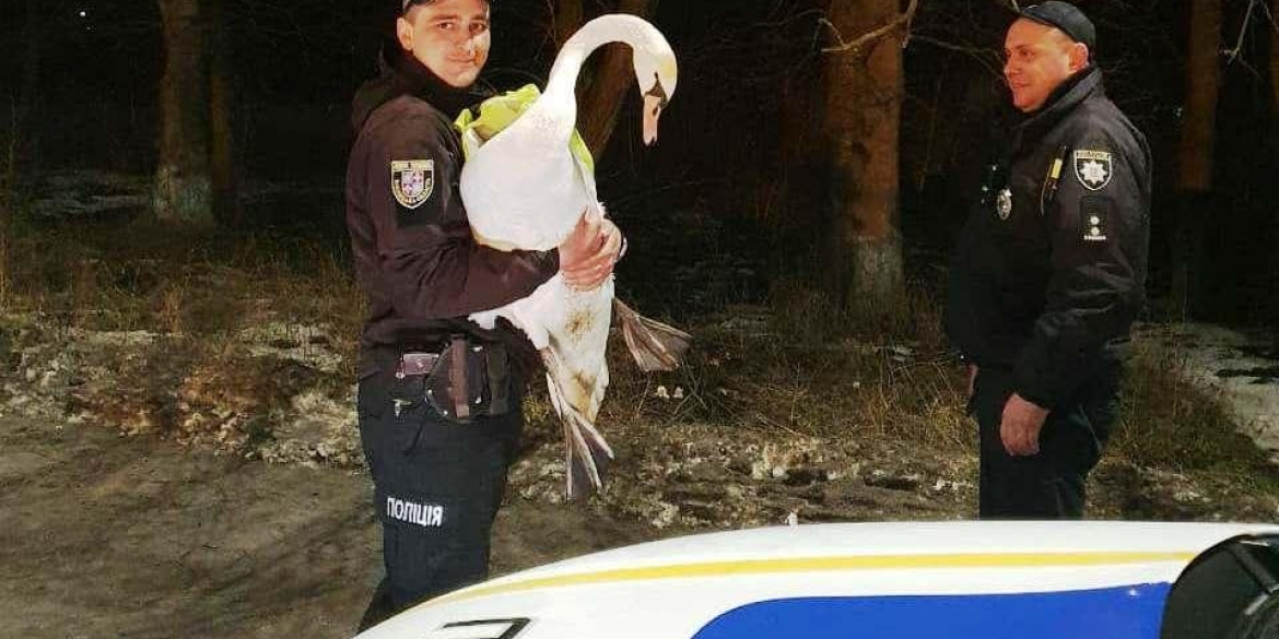 На Вінниччині врятували знесиленого лебедя, якого знайшли на трасі