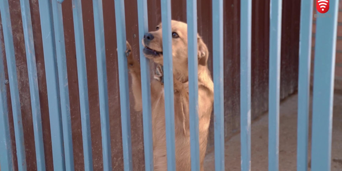 45 собак із Маріуполя прийняв Муніципальний притулок для тварин Вінниці