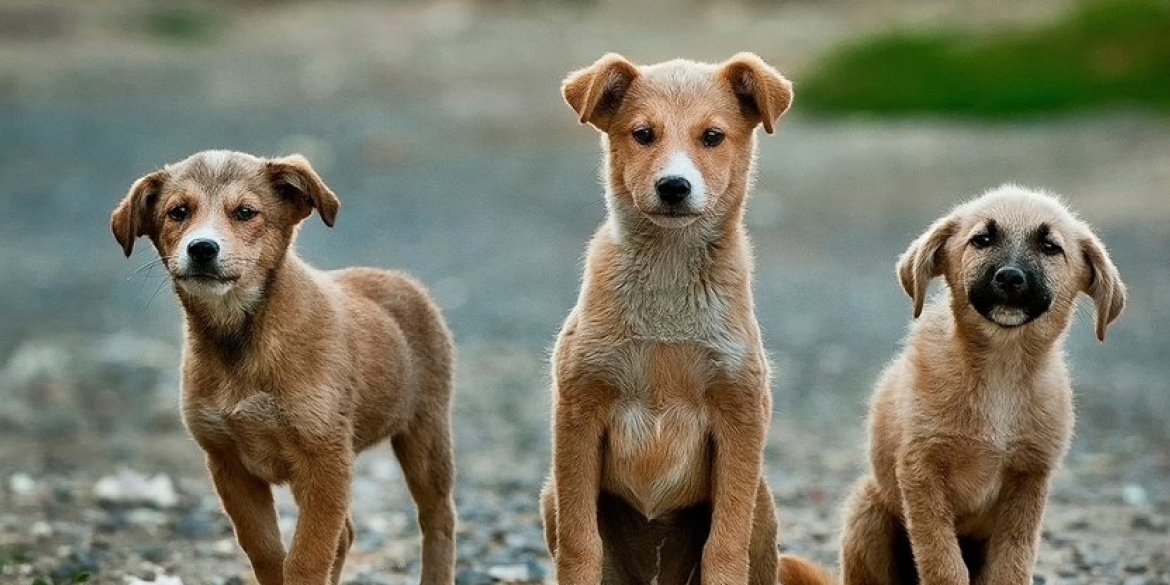 Команда ТОВ "Чотири Лапи Україна" стерилізує ще близько 250 безпритульних собак у Вінниці