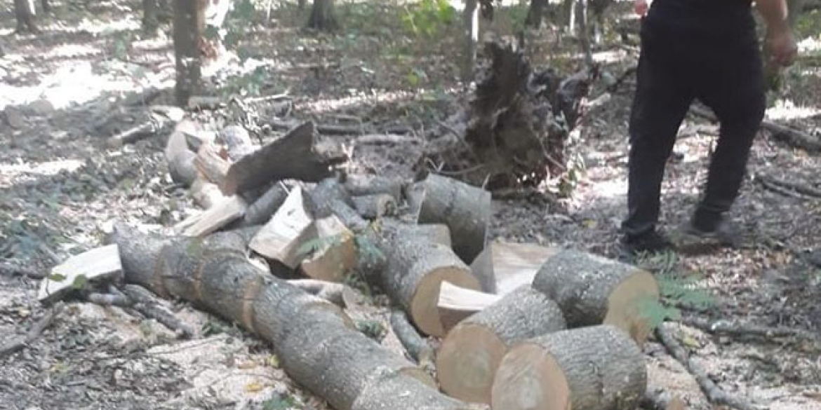 У Хмільницьких лісах незаконно порубали та продали на дрова 86 дерев