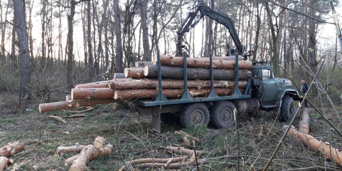 На Вінниччині "чорні лісоруби" привласнили деревини на суму майже 1,5 млн грн