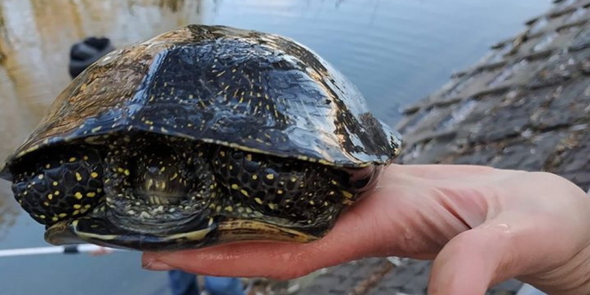У Вінниці волонтери рятували черепах