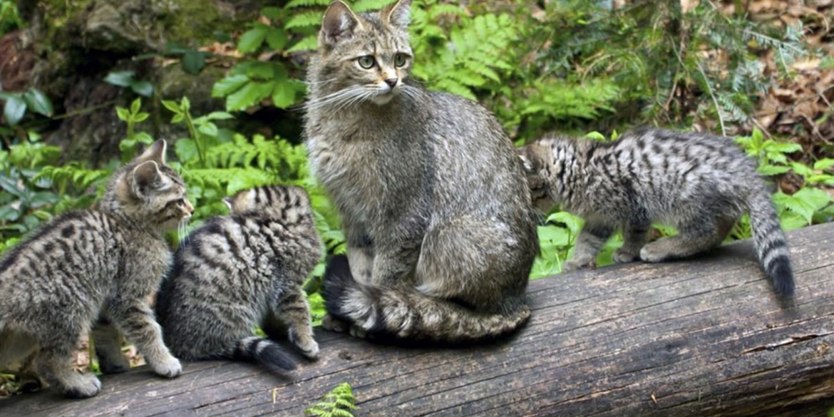 На Вінниччині зростає чисельність лісових котів