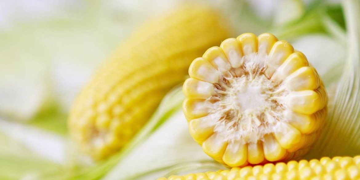 Сортами солодкої української кукурудзи зацікавились європейські виробники