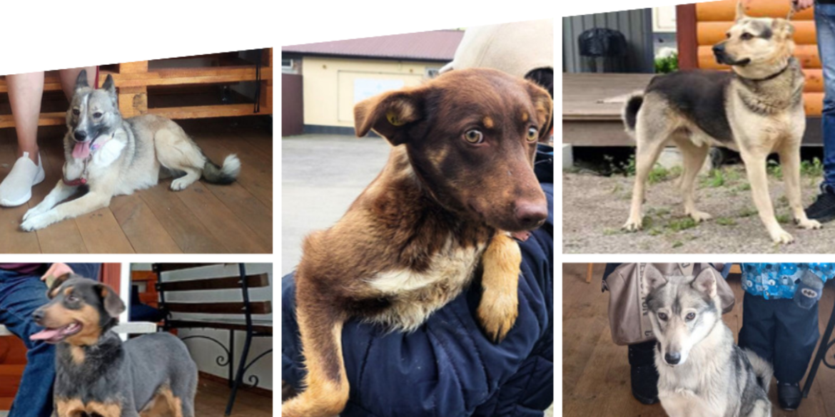 74 собак з Вінницького муніципального притулку знайшли протягом року новий дім