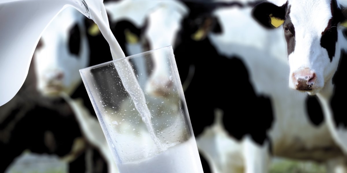 В Україні зменшилось виробництво молока, Вінниччина - на другому місці