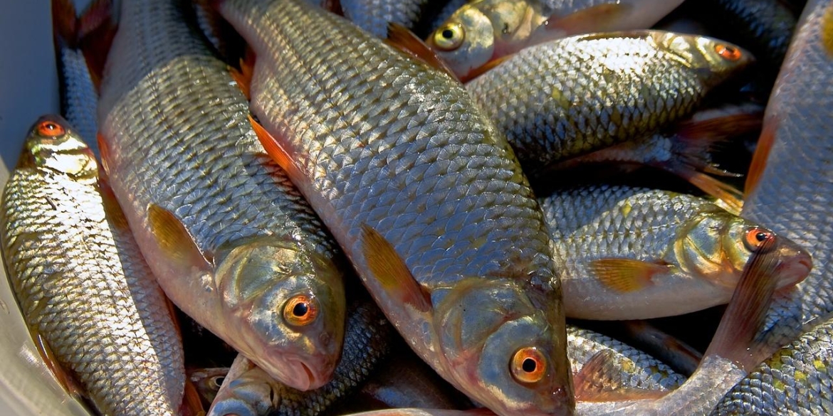 З 1 квітня починається весняно-літня заборона на лов риби у Вінницькій області