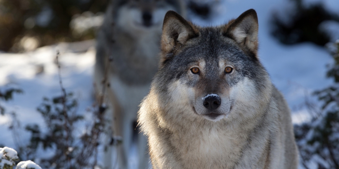 Козятинські єгері попереджають мешканців про появу вовків біля сіл району