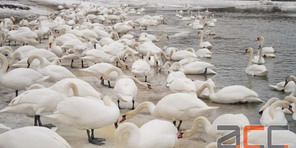 На річці Прут гинуть лебеді - вінницькі експерти кажуть, що їх вбиває… хліб