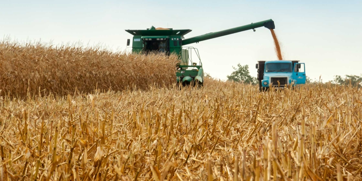 Аграрії Вінниччини дозбирують сім тисяч гектарів кукурудзи