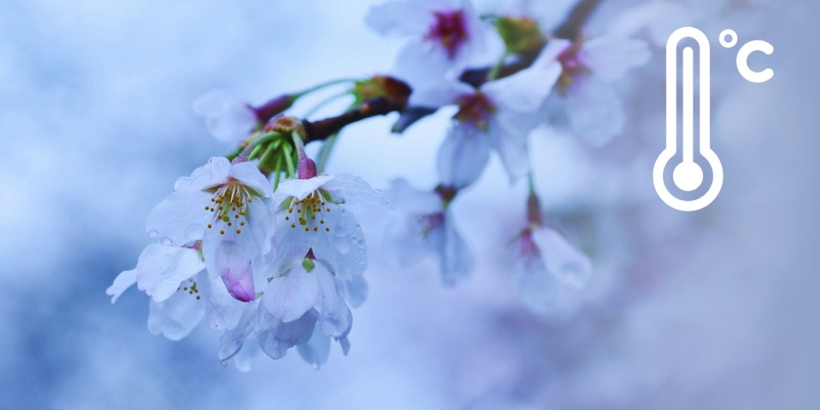 Арктичний привіт у квітні на Вінниччину сунуть люті нічні заморозки та мокрий сніг