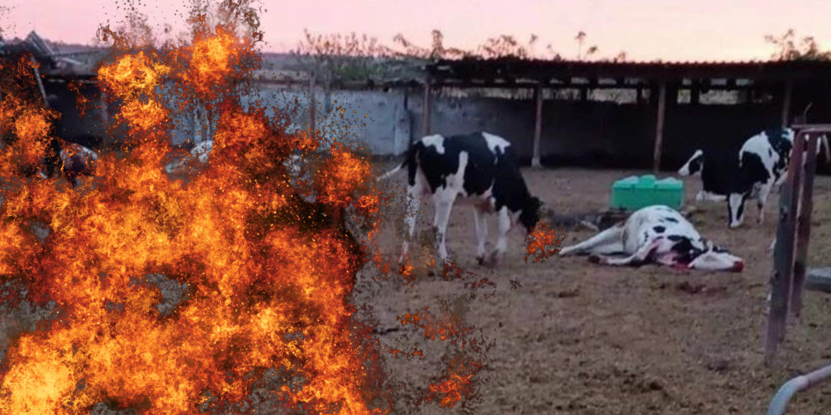 Армія рф обстріляла фермерське господарство на Херсонщині загинули десятки корів