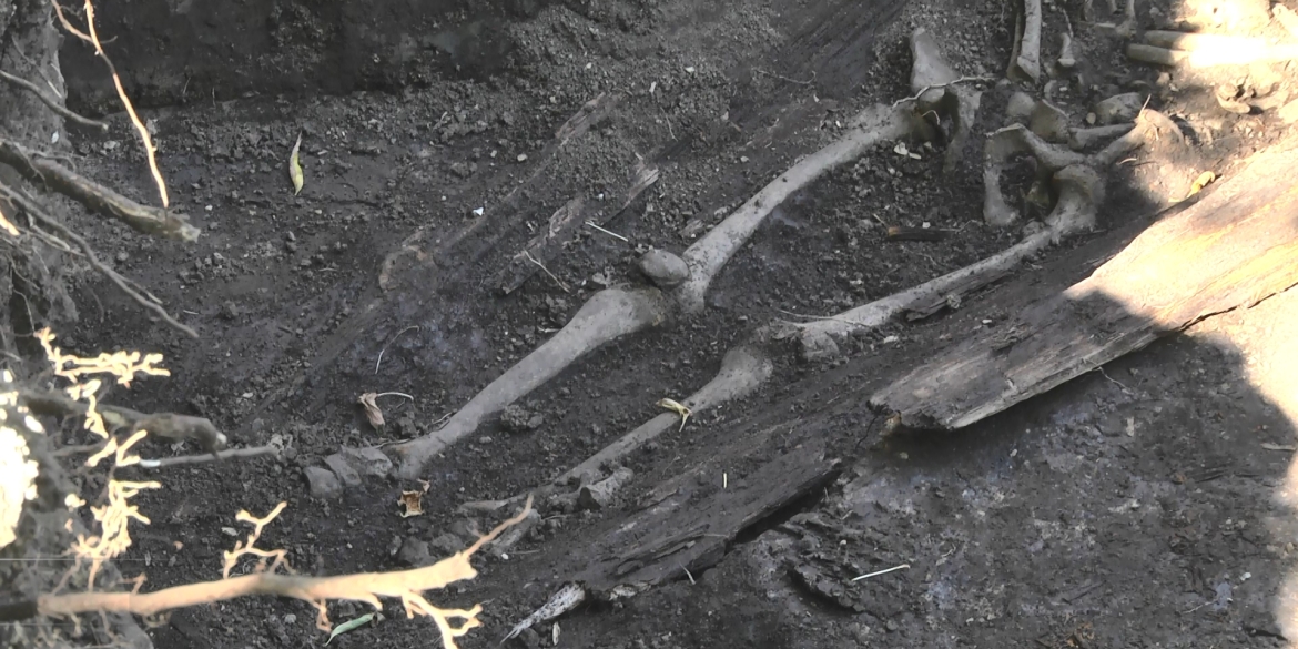 Археологічні розкопки. У Вінниці розкопали найбільше кладовище вояків Галицької армії