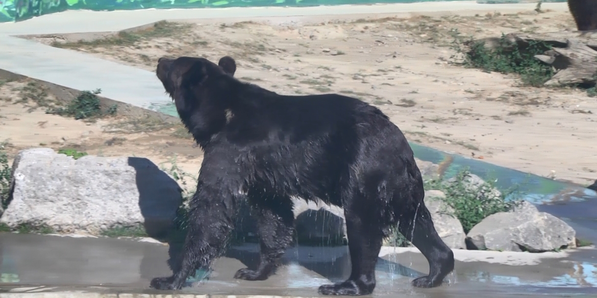 У ведмедів з Подільського зоопарку з’явився опікун