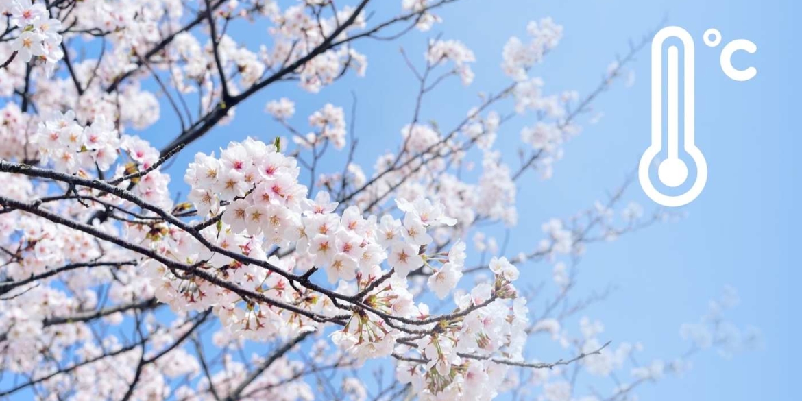 Бережіть сади та городи синоптики попередили про триденні морози у Вінниці та області