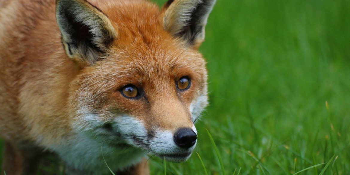 Боротьба зі сказом - на Вінниччині відстрілюють червоних лисиць