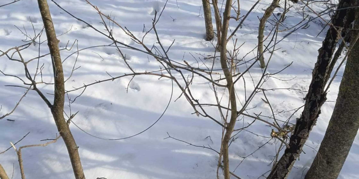 Браконьєрські пастки для тварин виявили на території національного парку на Вінниччині