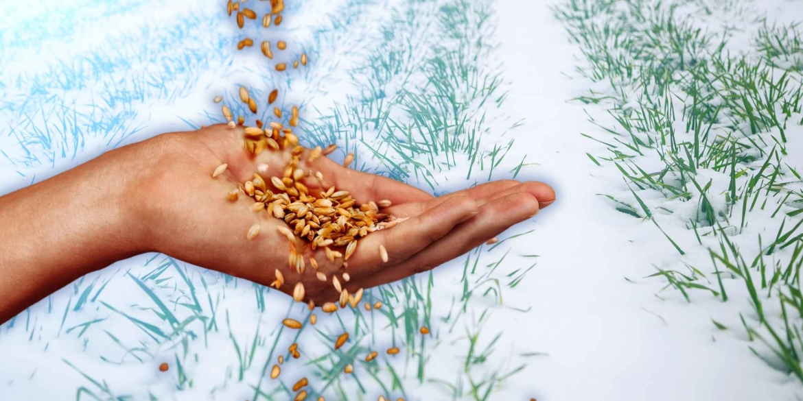 Будем з урожаєм озимі культури на Вінниччині у доброму та задовільному стані