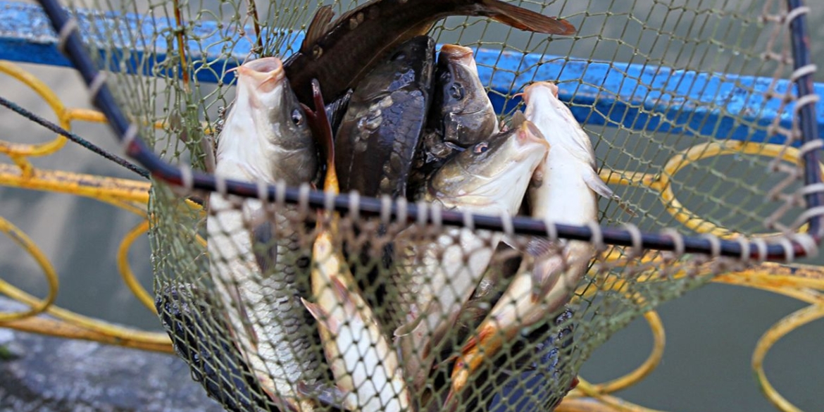 Чоловік сіткою наловив риби на Сутиському водосховищі на понад 12 тис. грн
