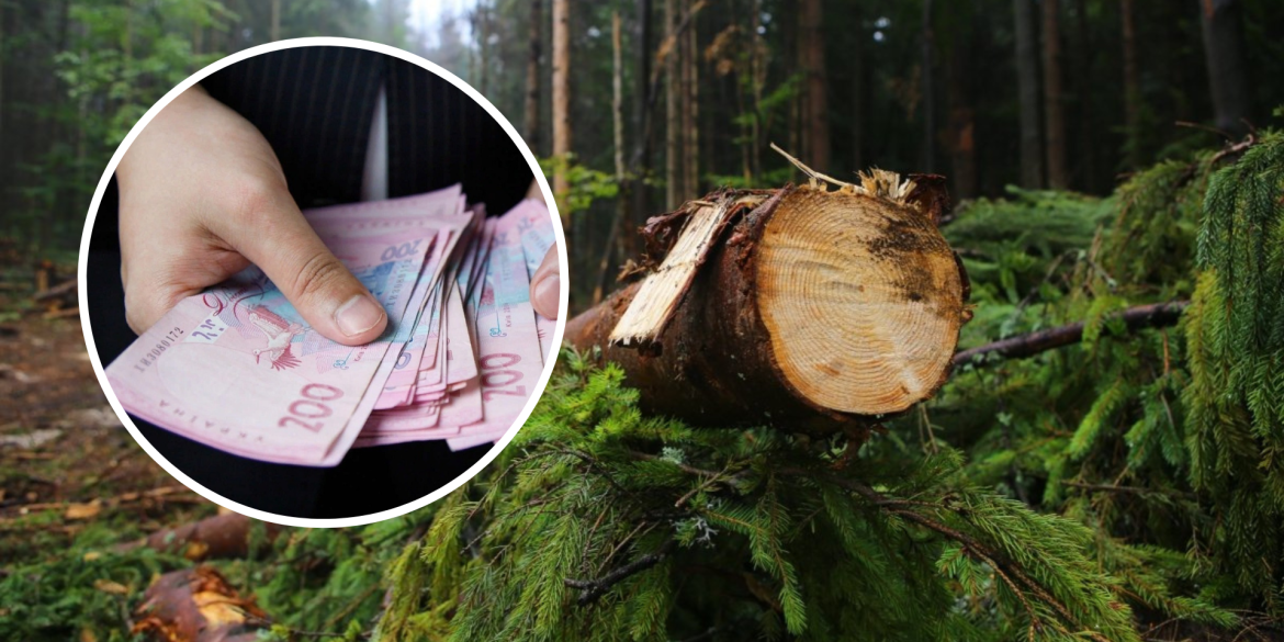 Чоловік, який на Козятинщині спиляв 13 дерев, виплатив 240 тис. грн збитків