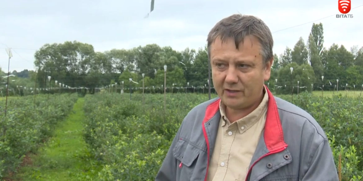 Чому ягідний бізнес стає пріоритетом українських фермерів