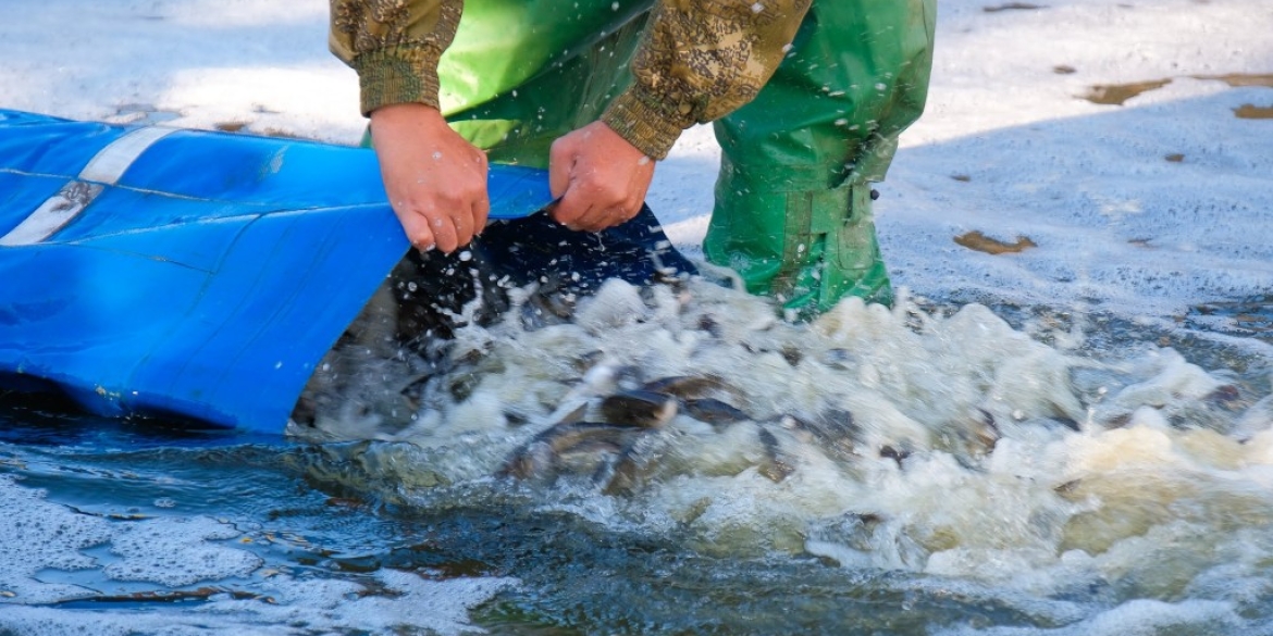 Цьогоріч до водойм Вінниччини випустили понад 700 тисяч рибин